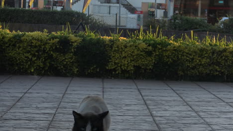 primer plano de un lindo gato durante la puesta de sol