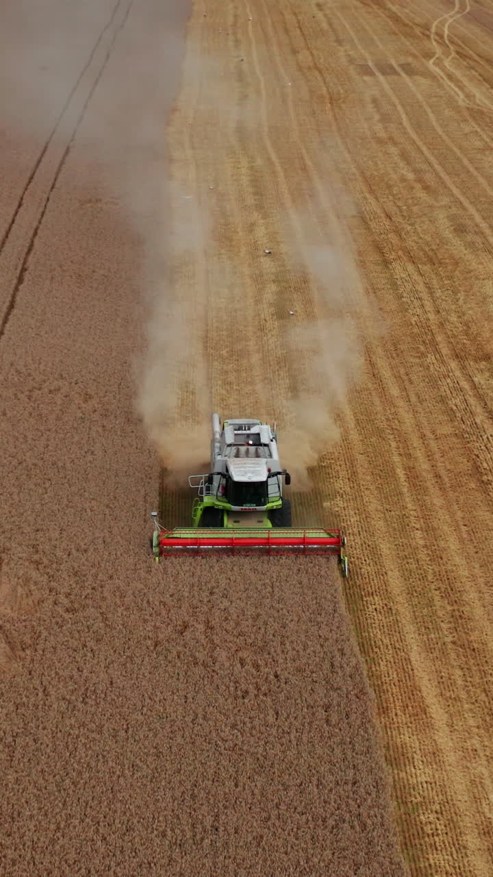 Powerful mowing machinery going by the field and picking crops. Storks walking along the cut field. Aerial perspective. Vertical video