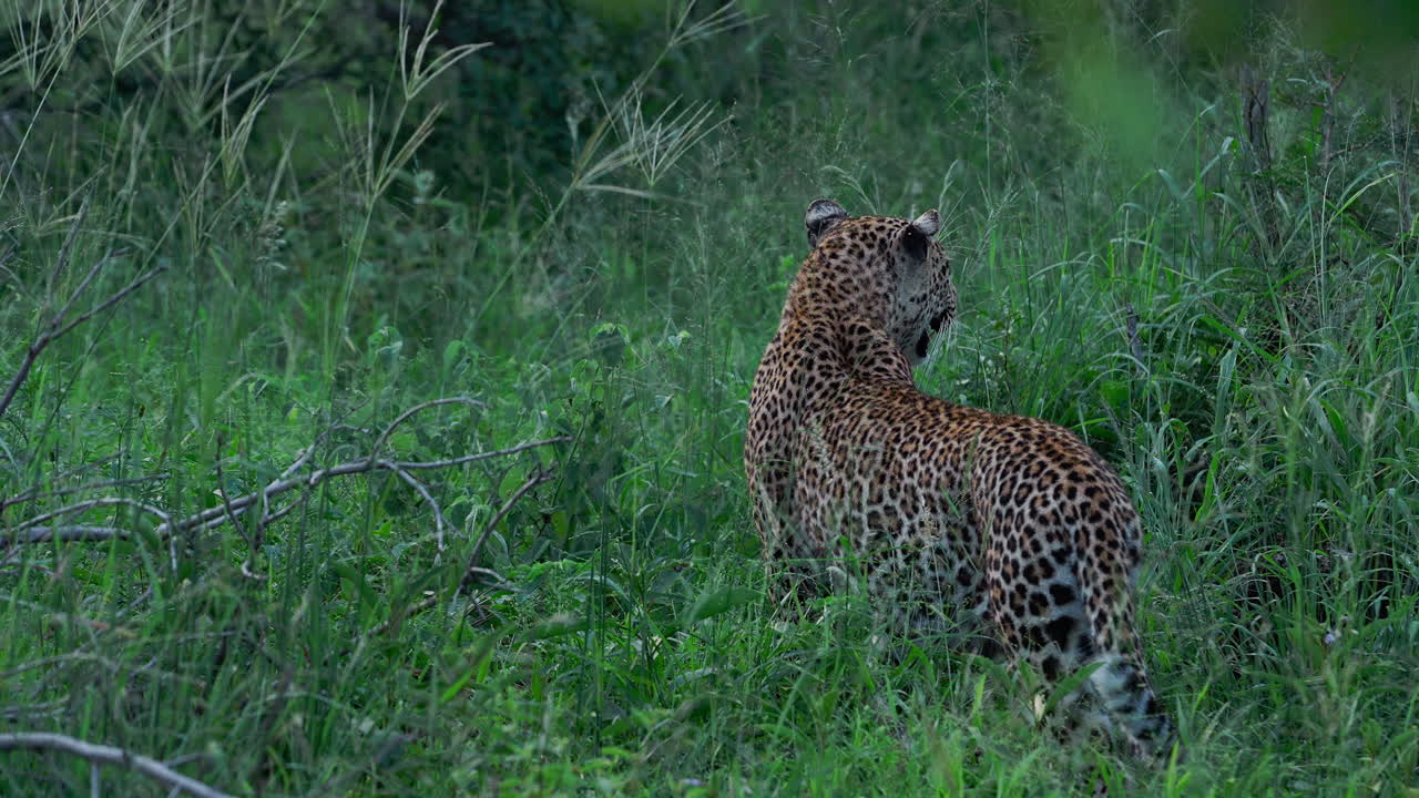 Leopard in Grassy Savanna