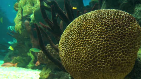 Hermosos-Peces-De-Arrecife-Coloridos-Bajo-El-Agua