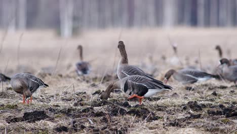 Large flock of white-fronted and other geese during spring migration resting and feeding on meadow take off