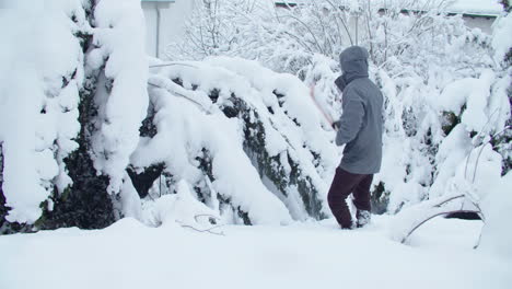 wide shot of freeing an evergreen tree from the snow in early december