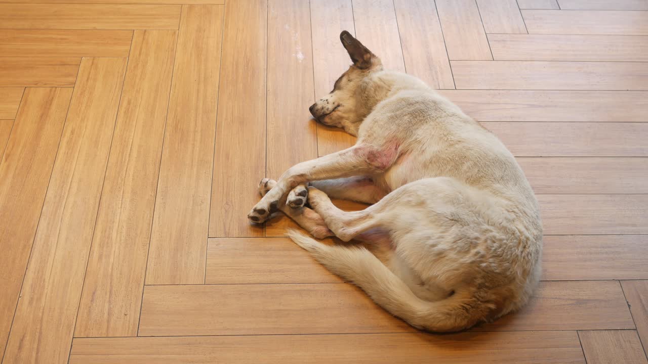 perro durmiendo en el suelo de madera