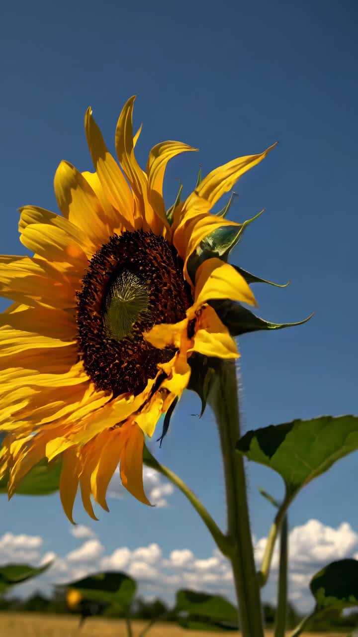 Primer plano en vídeo de un girasol con un cielo azul despejado de fondo, capturado desde un ángulo bajo