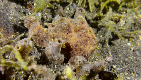 painted frogfish using its rod and lure