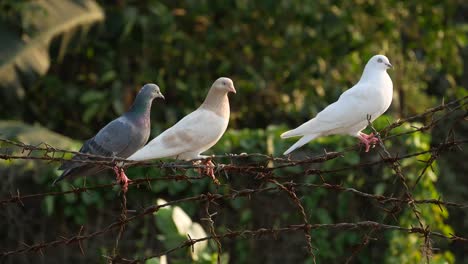 three pigeons on a rusty wire fence