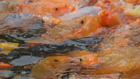 a vibrant and lively scene of koi fish crowd swimming in a pond