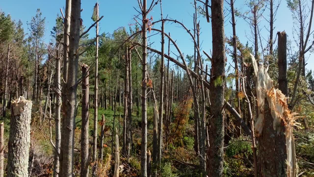 vista aérea sobre los pinos dañados por el ciclón
