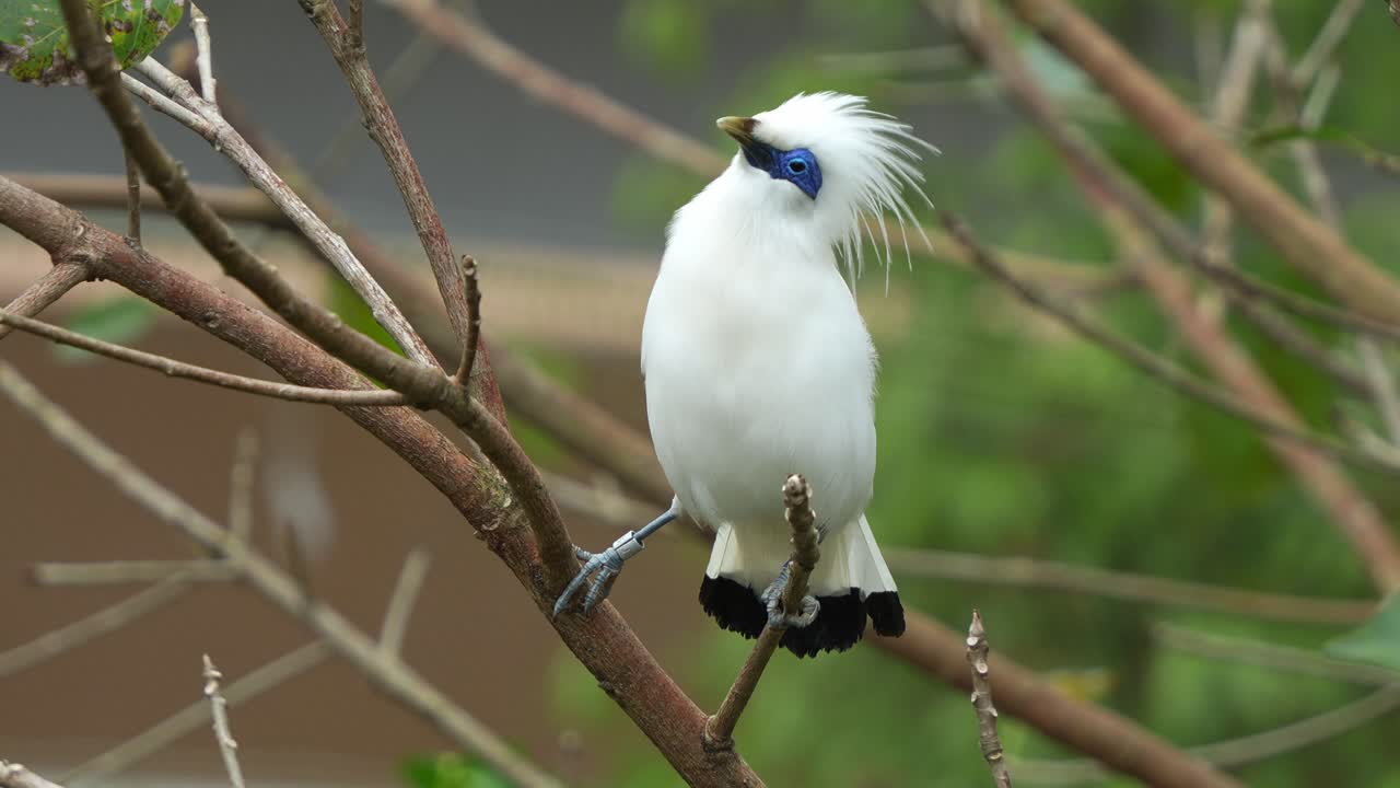 희귀한 발리 미나 (bali myna) 는 나무 가지에 앉아서 머리를 높이고 몸을 흔들며 숲에서 을 끌어들이기 위해 거리며 짓기 춤을 춘다.