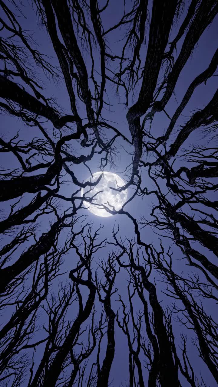 Una ripresa mistica dal basso cattura i rami degli alberi in controluce che circondano una luna piena