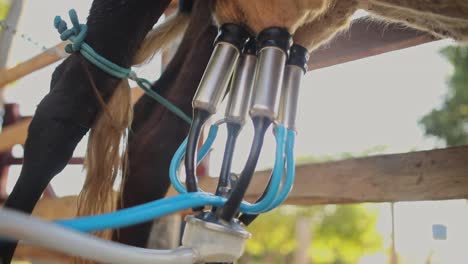 close-up of working milking machine suction tubes attached to cows udder outdoors in morning sunlight