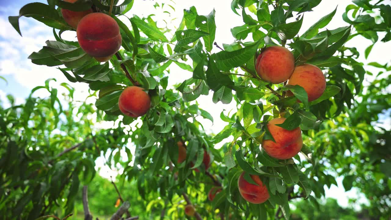 Grandi pesche succose sull'albero. Frutteto favoloso. Luce solare magica. I frutti maturano al sole