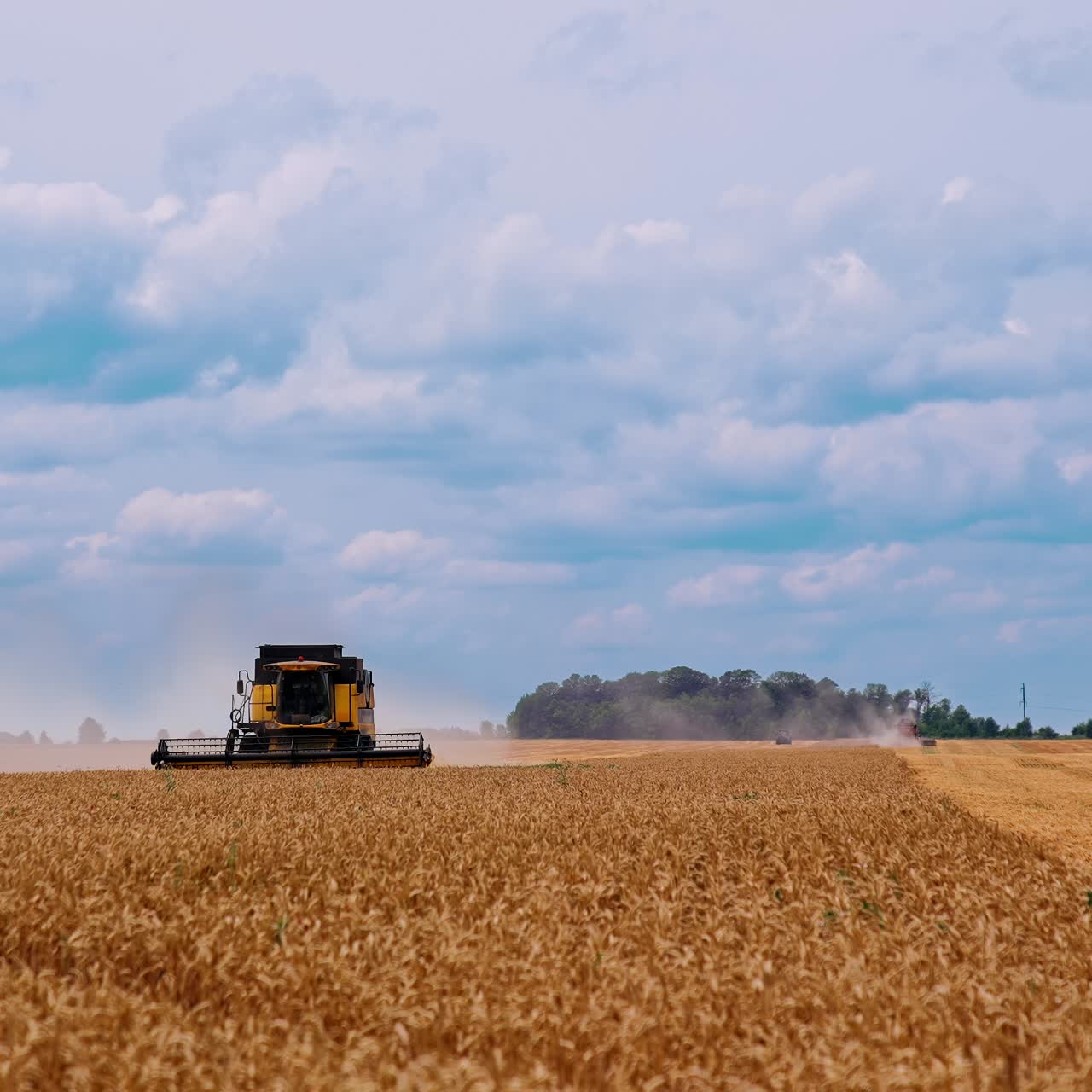 Combine machine gathering golden crop under blue sky. Grain harvester working on field at harvesting season. Agriculture works in summer