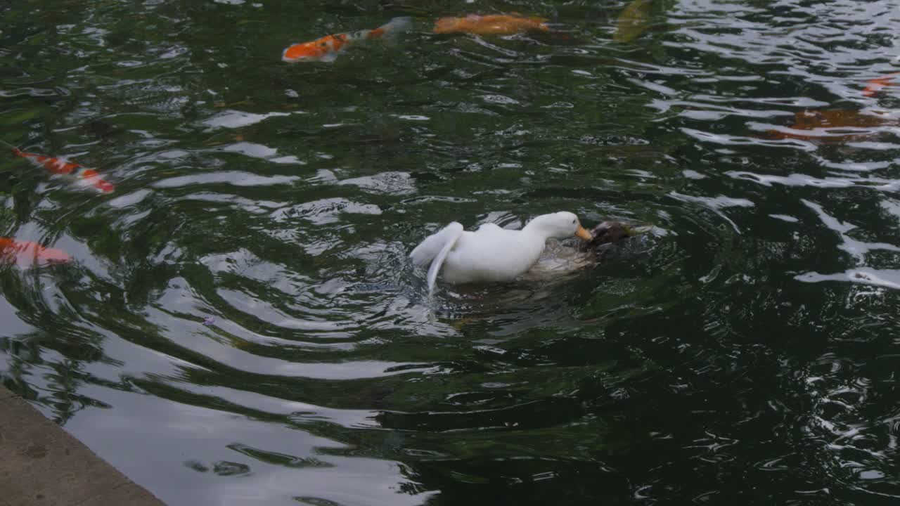 한 의 오리들이 연못에서 짓기를 하고 있습니다.
