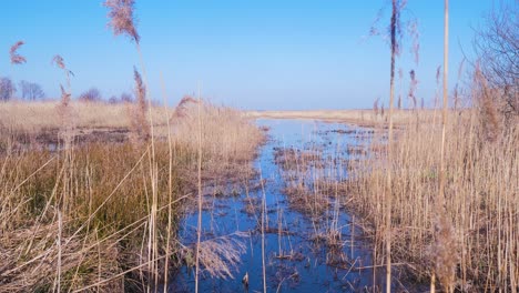 vapores de caña beige seca en el viento, plantas de caña cerca del lago, parque natural del lago pape, día soleado de primavera, amplio tiro de mano