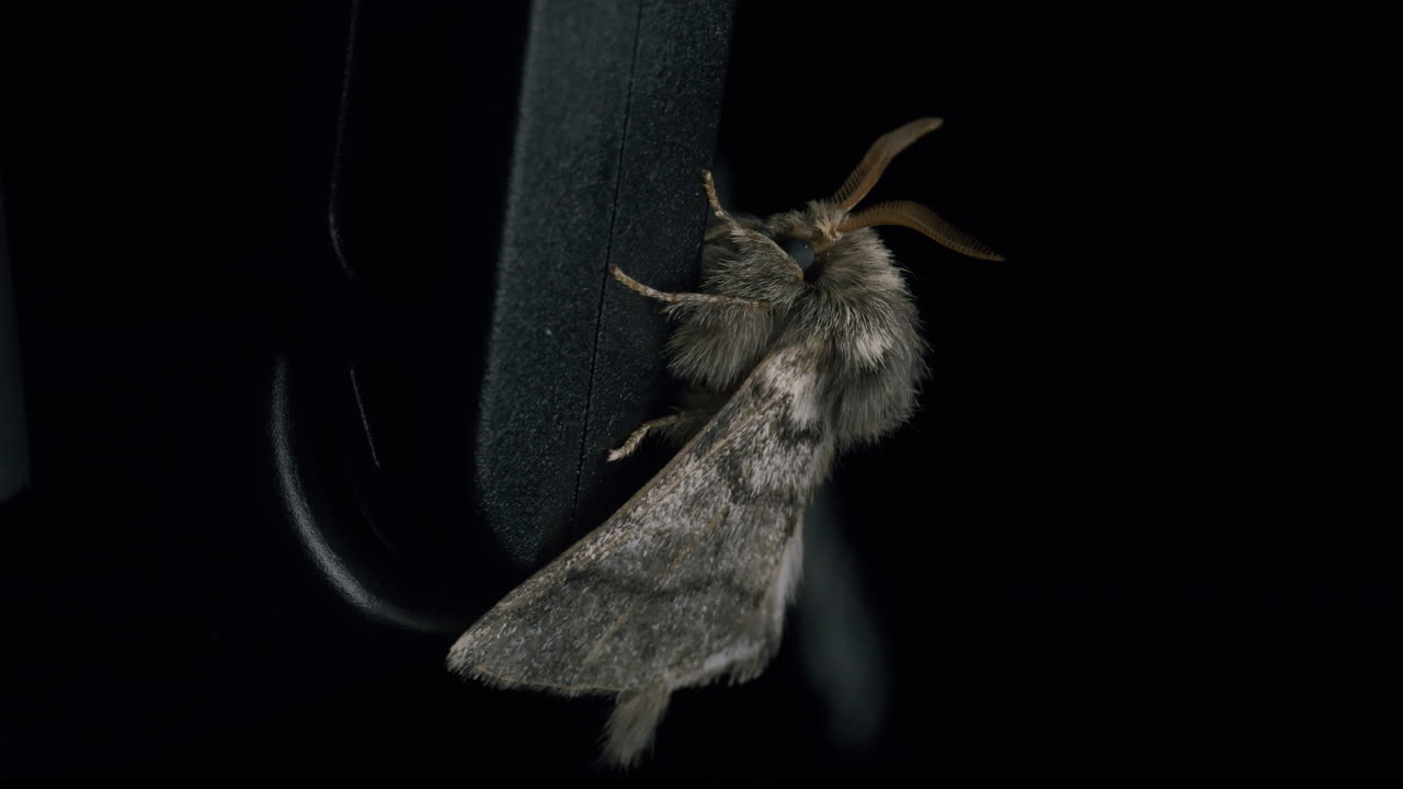 Miller Moth (Acronicta leporina) - Macro Shot