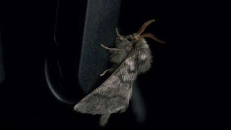 miller moth (acronicta leporina) - macro shot