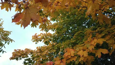 Disparo-De-Cardán-Mirando-Hacia-Las-Vibrantes-Hojas-De-Otoño-En-El-árbol