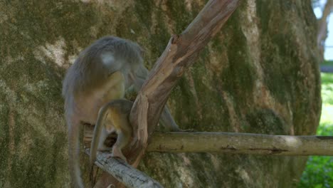 Mother-monkey-teaching-his-young-one-how-to-climb-tree-in-Danang-City,-Vietnam's-Khi-Son-Tra-peninsula