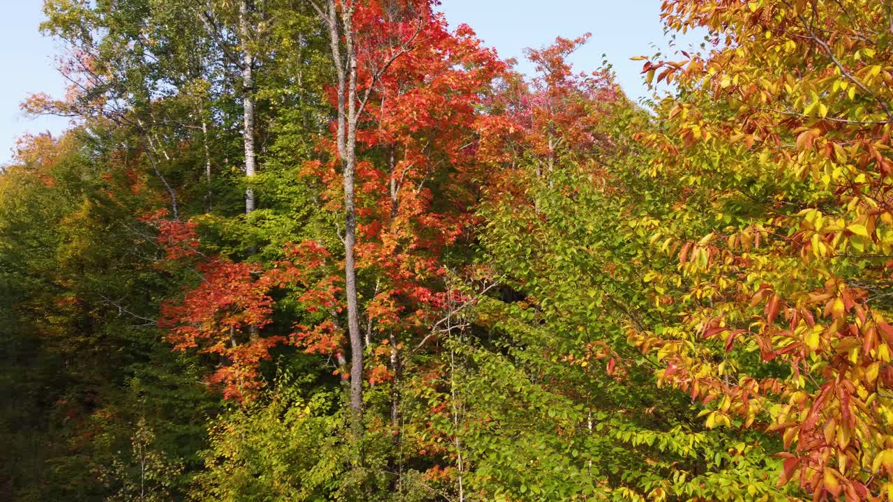 밝은  ⁇ 은 가을 숲의 공중 뷰 클로즈업