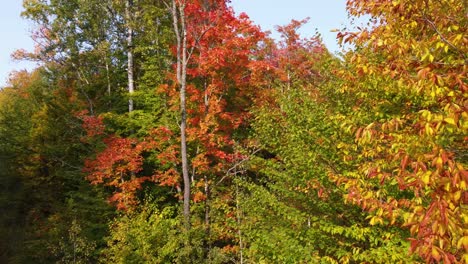 vista aérea de cerca del bosque de otoño rojo brillante