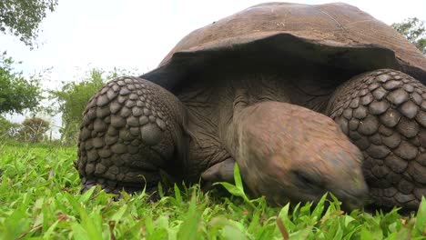 a giant land tortoise eats grass in the galapagos islands ecuador 1