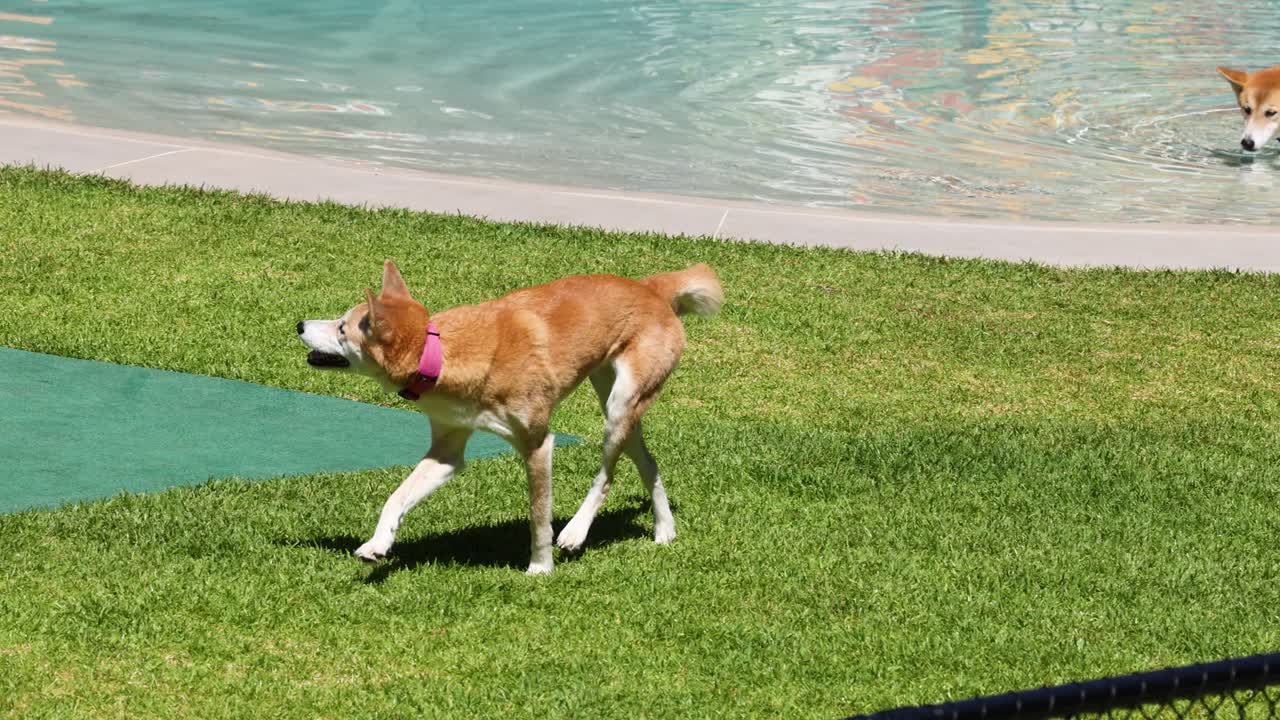 Un dingo rossiccio con un collare rosa cammina su un prato soleggiato vicino a una piscina.