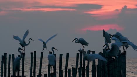 The-Great-Egret,-also-known-as-the-Common-Egret-or-the-Large-Egret