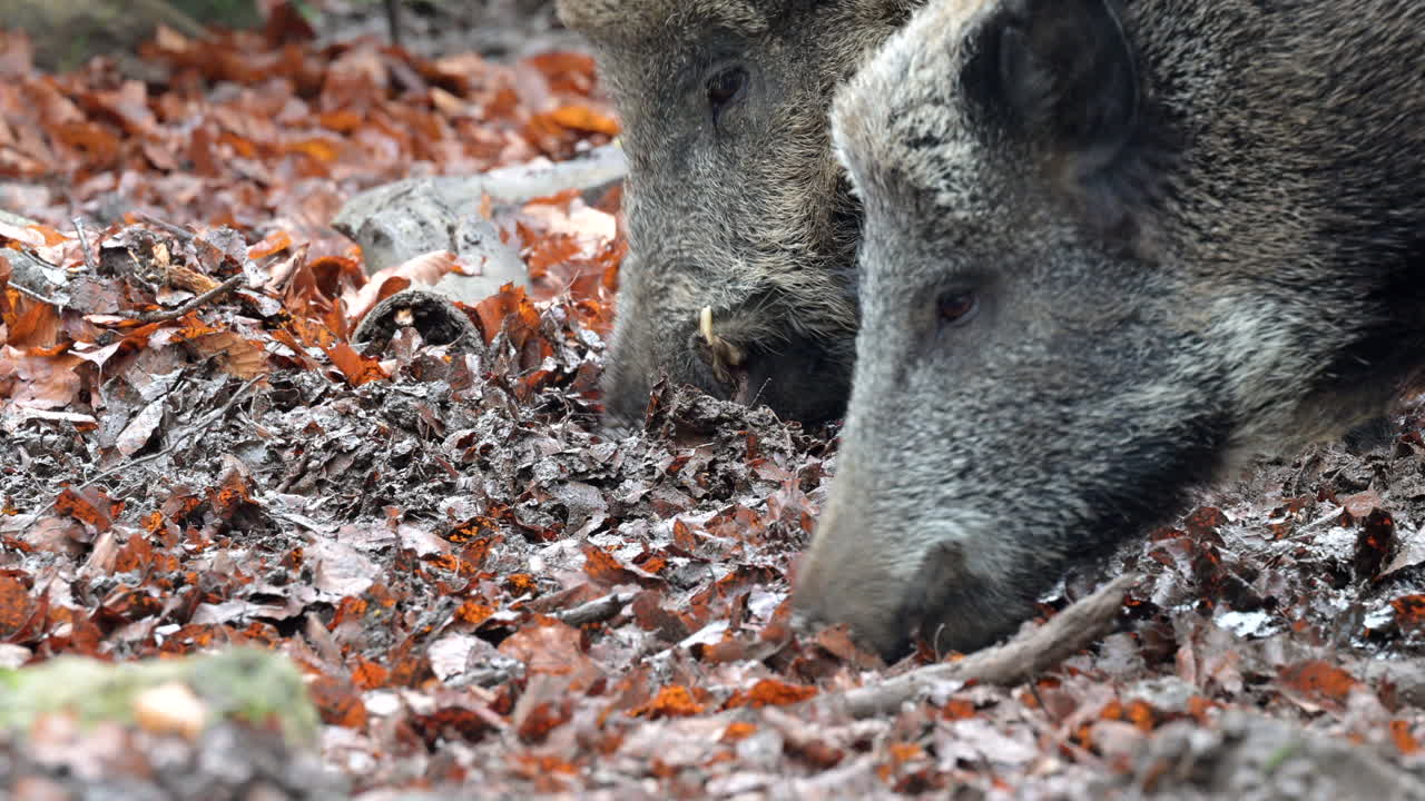 Cinghiale (Sus scrofa) in primo piano che grufola tra foglie ghiacciate in una foresta invernale.