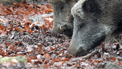 wild boar (sus scrofa) close-up rooting between frozen leaves in winterforest