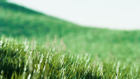hierba verde fresca como un bonito fondo