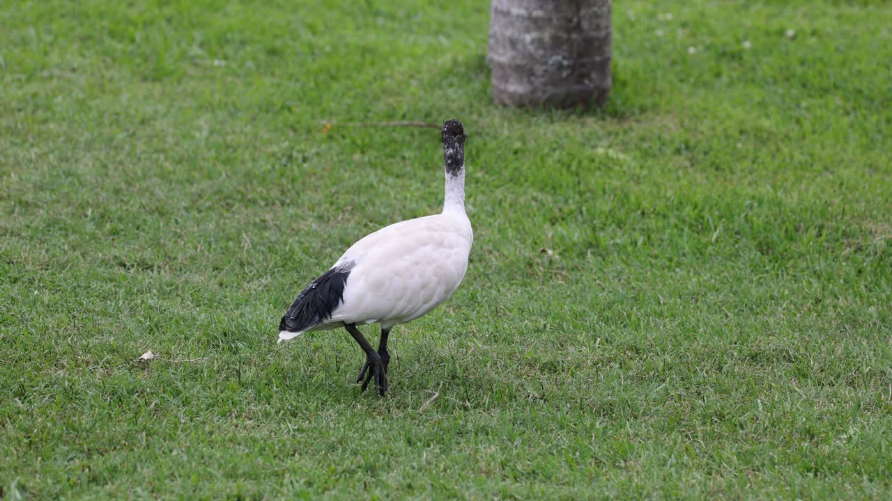 Due ibis che esplorano un'area erbosa vicino agli alberi