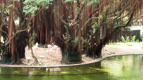 flamingos gather near a banyan tree pond