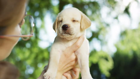 close-up view of caucasian woman holding and playing with labrador puppy in the park on a summer day