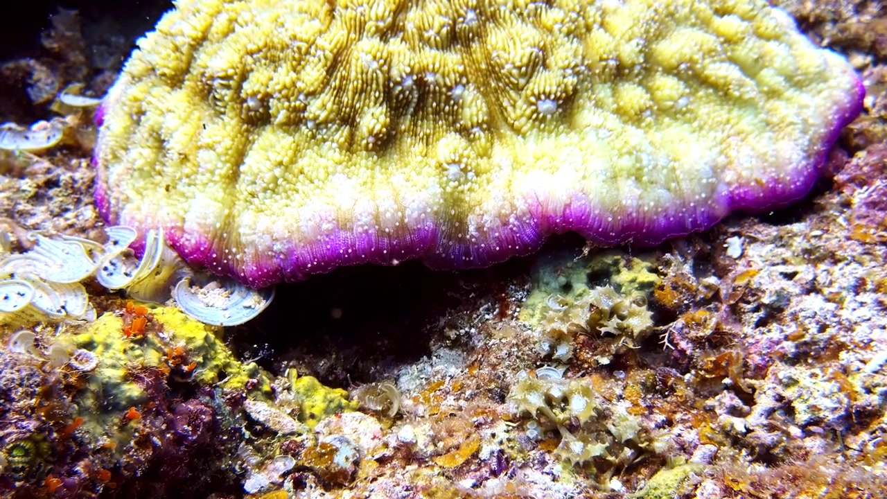 Primer plano de un coral cerebro amarillo vibrante con un borde púrpura en un lecho marino tropical