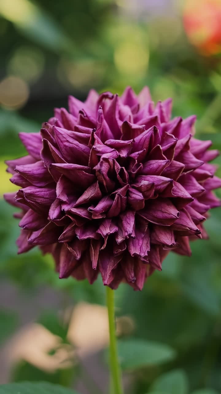Close-up of a Dried Purple Dahlia