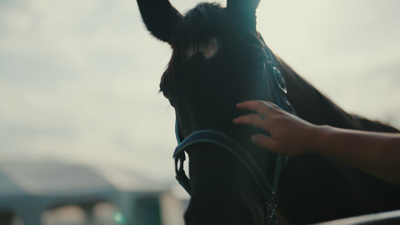 Horse turns with human hand resting on face, bond moment in soft light