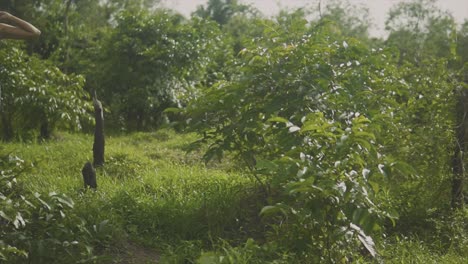 Panning-clip-of-model-wearing-blue-dress-with-arms-over-head,-panning-to-the-right-showing-natural-grasses-and-bushes