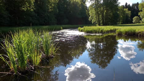 serene pond in a forest park