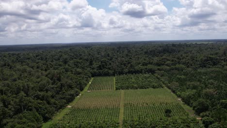 Vista-Aérea-Del-Huerto-En-Medio-De-árboles-Densamente-Tropicales-Bajo-Un-Paisaje-Nublado