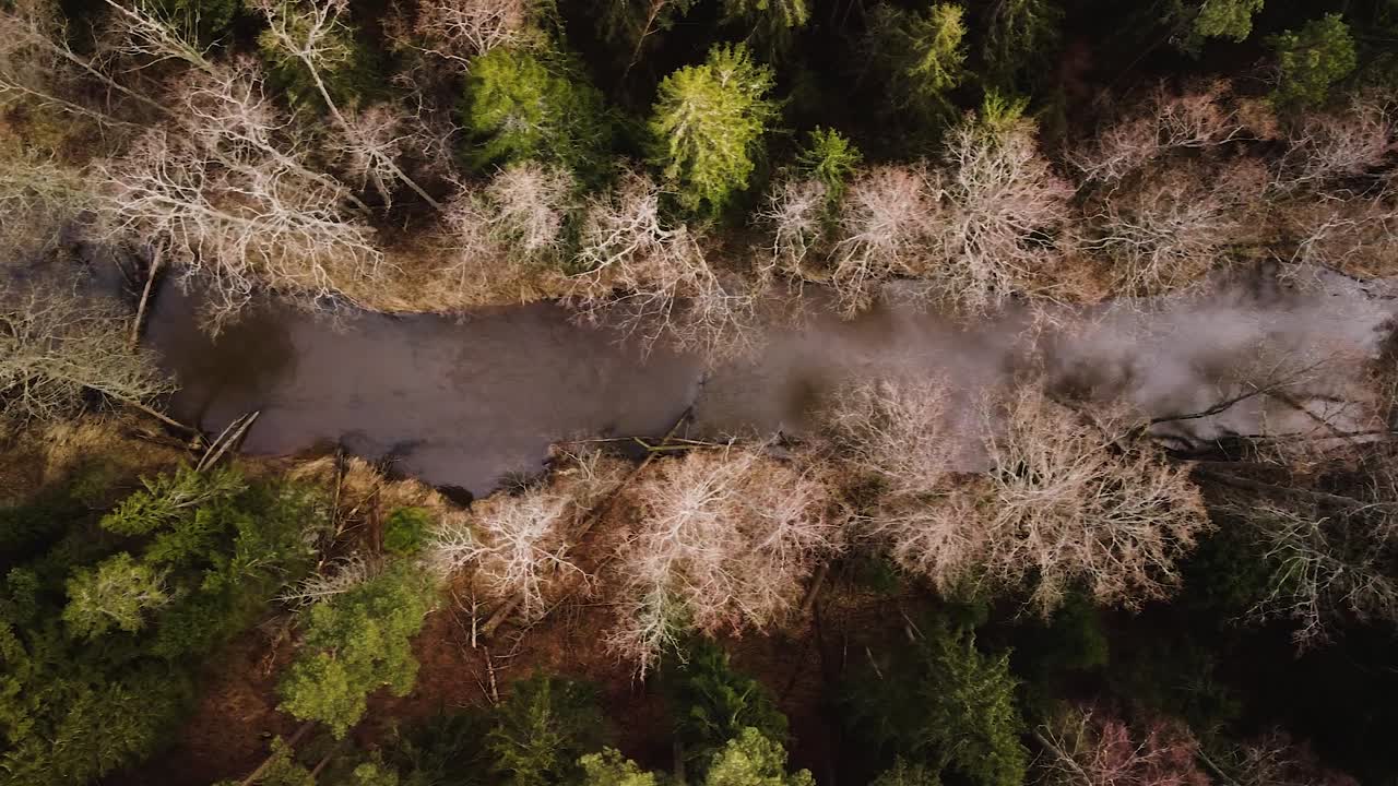 Fågelperspektiv från luften över Riva floddalen en solig vårdag, tjock skog av höga barrträd, orörd avlägsen plats, vidvinkeldrönarfilm som rör sig åt vänster.