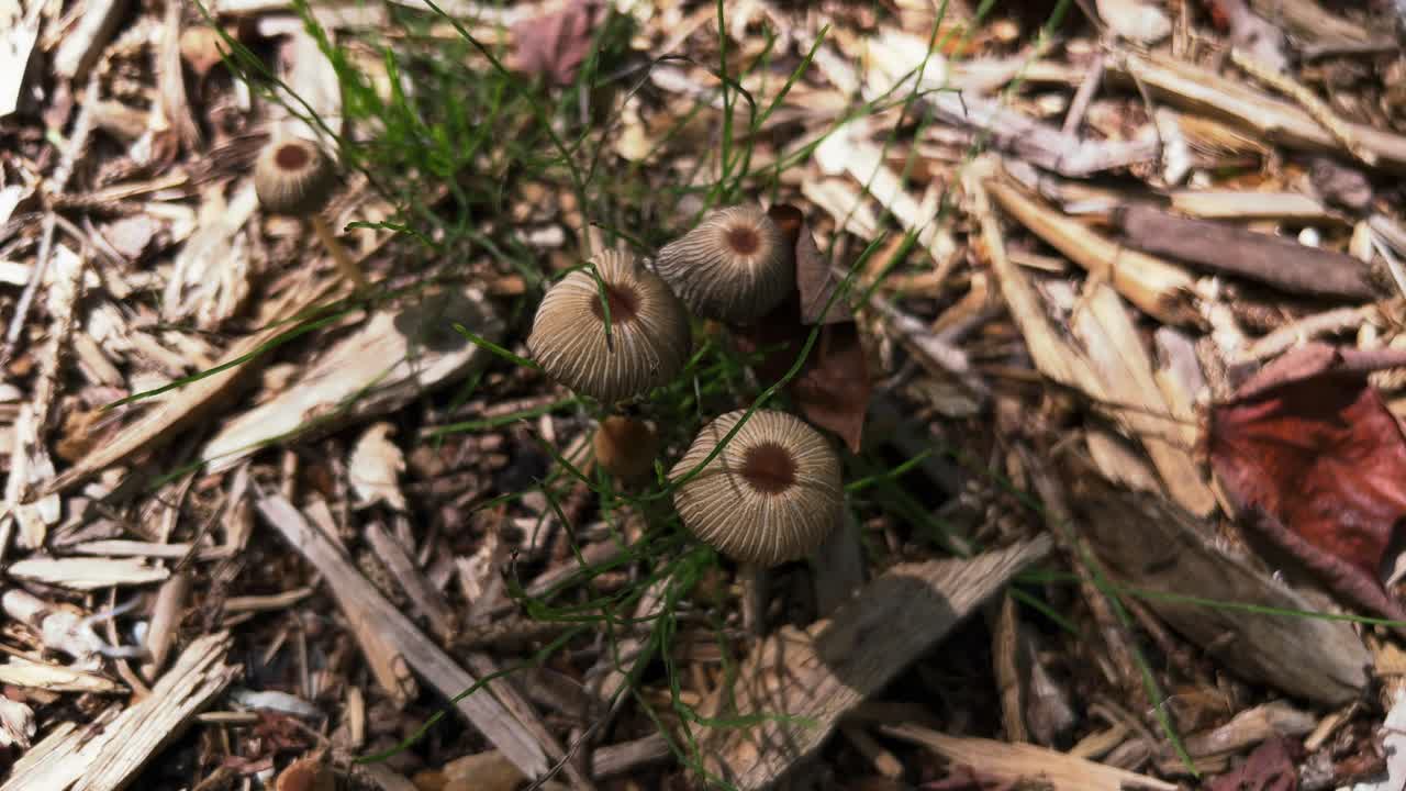 Yläkuva sateenvarjon muotoisesta kultaharjajätikkä (Parasola auricoma) -sienestä.