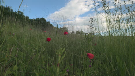 forest edge with green grass and red poppies in the wind, blue sky with white clouds