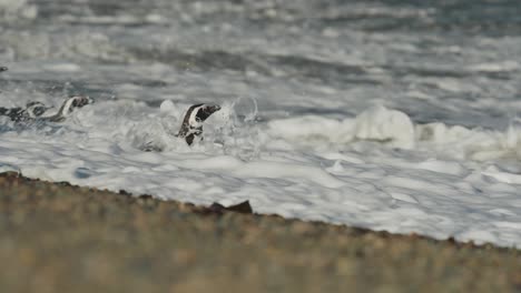 penguins huddle on beach and run to ocean to swim