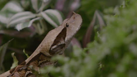 Víbora-De-Gabón-Deslizándose-Cerca-De-Una-Serpiente