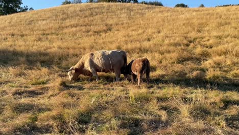 a young highland cow sucking on its mothers udders while she grazes