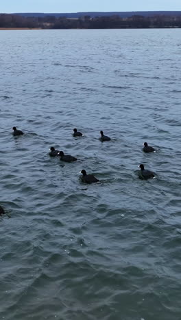black ducks with white beaks and tails on the lake. some scared birds rise into air and fly away a little. forestry at the background. vertical video