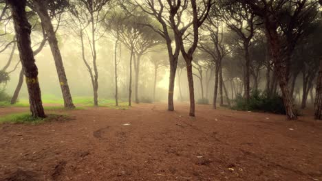 Moviéndose-A-Través-De-Un-Bosque-Brumoso-Y-Espeluznante-Durante-Una-Mañana-Tranquila.