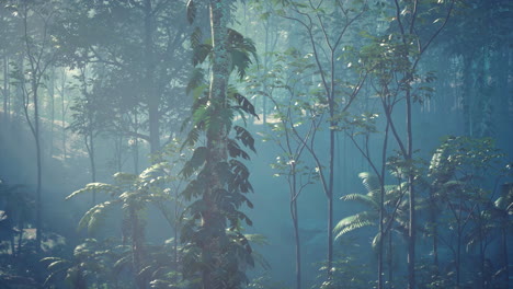 foggy tropical rainforest