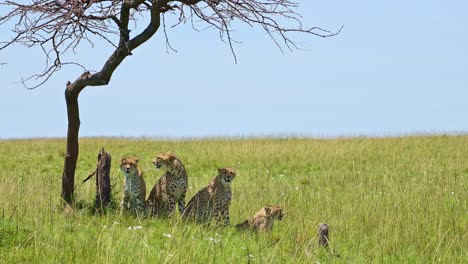 grupo de guepardos que usan el árbol de acacia para la sombra, refrescándose del brillante sol de masai mara vida silvestre africana en la reserva nacional de masai mara, kenia, áfrica animales de safari